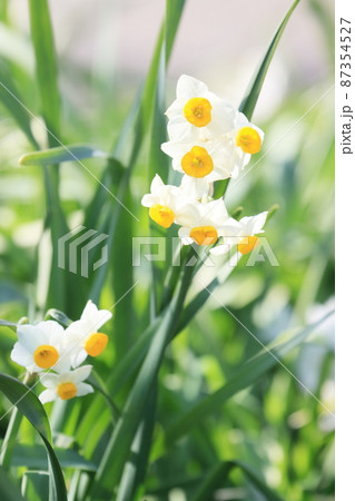 水仙　スイセン　すいせんの花　早春の水仙の花 87354527