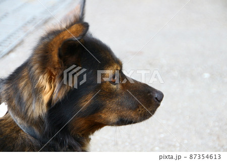 犬 狗 わんこ 87354613