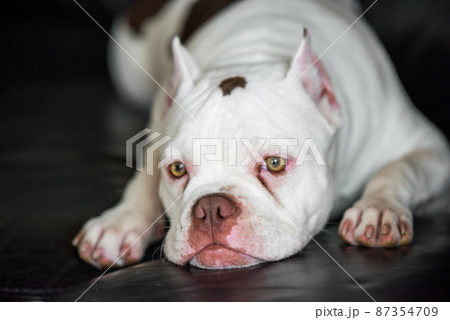 American Bully puppy dog lies on sofa inside American Bully puppy dog lies on sofa inside 87354709