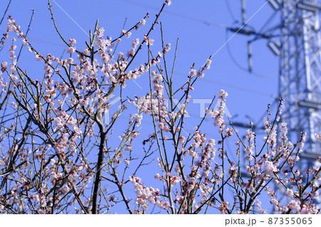 淡いピンクの梅の花と青空 淡いピンクの梅の花と青空 87355065