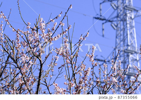淡いピンクの梅の花と青空 淡いピンクの梅の花と青空 87355066