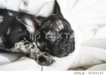sleeping black and white french bulldog puppy on the white blanket 87355133