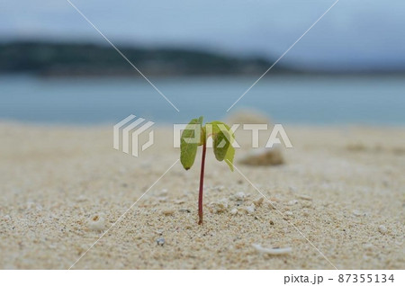 海辺の緑 海辺の緑 87355134
