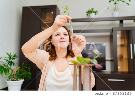 woman roots indoor plant sprouts in special glass flasks. housewife grows plants 87355139