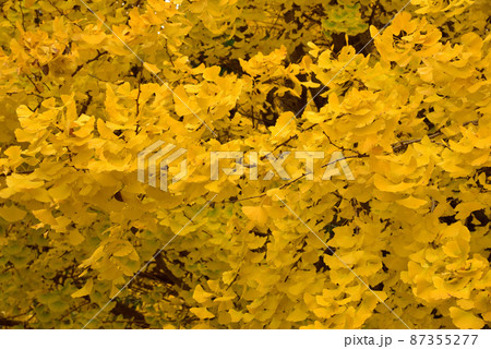 橘寺の大銀杏 87355277