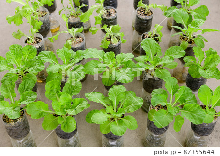 Fresh vegetable in recycle plastic water bottle Fresh vegetable in recycle plastic water bottle 87355644