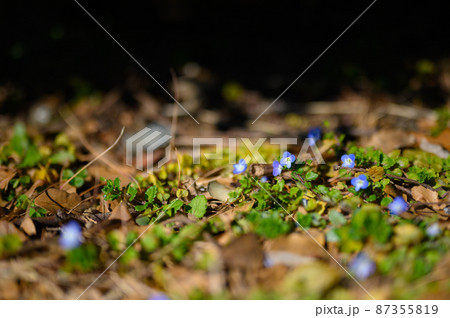 公園に咲いてたオオイヌノフグリ 公園に咲いてたオオイヌノフグリ 87355819