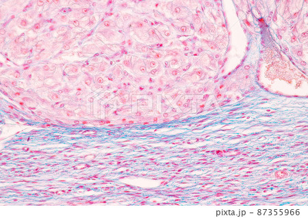 Anatomy and Histological Ovary, Testis and Sperm human cells under microscope. Anatomy and Histological Ovary, Testis and Sperm human cells under microscope. 87355966