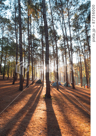 Pine forest and camping area in the morning Pine forest and camping area in the morning 87356000