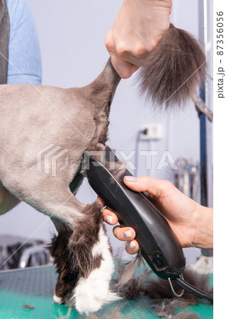 Cat grooming in pet beauty salon. 87356056