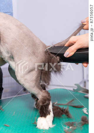 Cat grooming in pet beauty salon. Cat grooming in pet beauty salon. 87356057