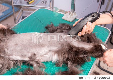 Cat grooming in pet beauty salon. 87356058