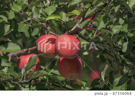 真っ赤に色付いた津軽のりんご 87356068