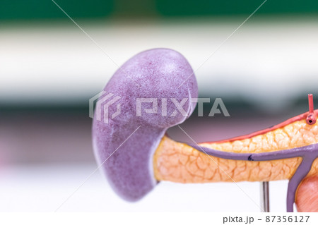 Study of human parts model in science lab. Study of human parts model in science lab. 87356127