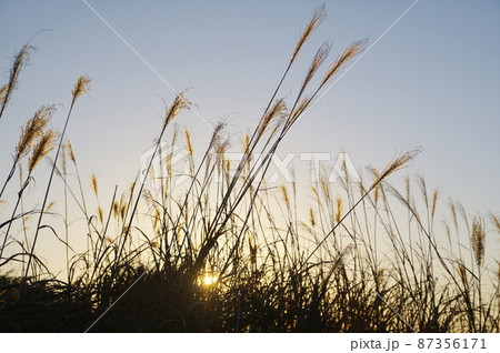 ススキと夕陽 ススキと夕陽 87356171