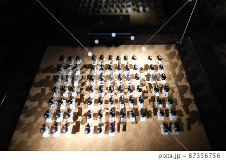 昆虫の種類 87356756