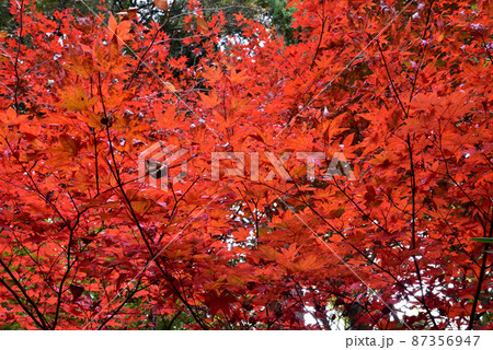 當麻寺西南院の紅葉 87356947