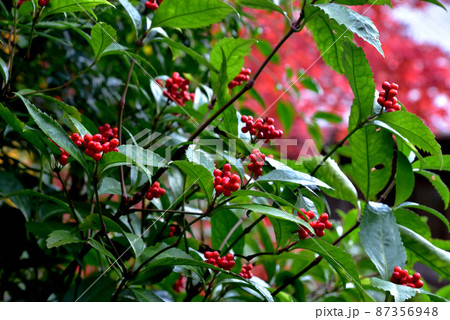 當麻寺西南院庭園の千両 87356948