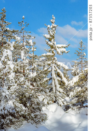 Christmas winter fir tree snow background 87357203