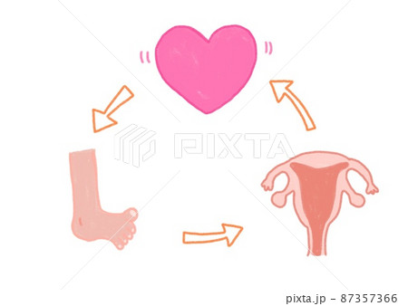 女性の血の巡り　心臓、脚、子宮 87357366