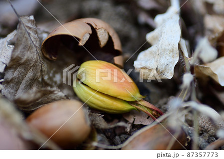 地面に根を伸ばしたドングリ(埼玉県/2月) 地面に根を伸ばしたドングリ(埼玉県/2月) 87357773