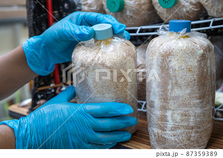 Mushroom cultivation, Lump bag for growing production in farm. 87359389