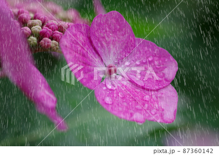 雨とあじさい 雨を強調 雨とあじさい 雨を強調 87360142