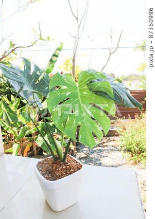 monstera thai constellation or Monstera, Herricane plant or Swiss cheese monstera thai constellation or Monstera, Herricane plant or Swiss cheese 87360996