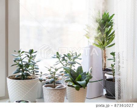 Ultrasonic humidifier among houseplants. Flower pots with succulent plants on windowsill. Water steam moisturizes dry air at home. Electric device for comfort atmosphere in living room. 87361027