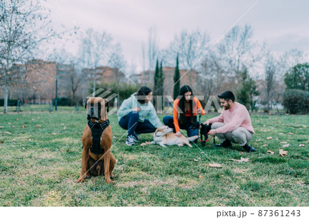 boxer breed dog sitting with his owner and more dogs behind in the background boxer breed dog sitting with his owner and more dogs behind in the background 87361243