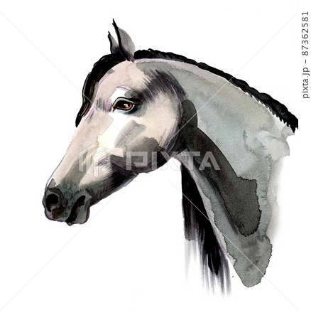 Horse head. Ink and watercolour drawing 87362581