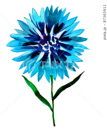 cornflower watercolour