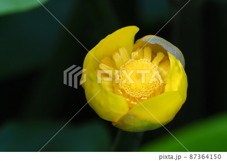 コウホネの花 コウホネの花 87364150