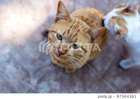 Orange and white cats on cement floor Orange and white cats on cement floor 87364361