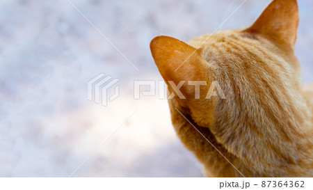 Orange cat on cement floor 87364362