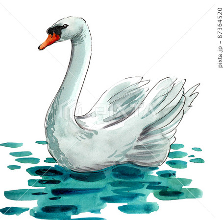 Swimming White Swan Bird Ink And Watercolour のイラスト素材