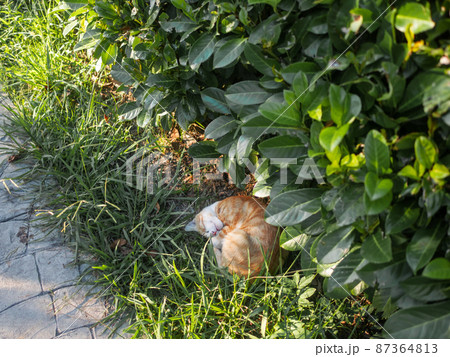 Stray tabby cat sleeps tight in sunlight under bush. Ginger cat has a nap in summer warm evening. Fluffy animal curled up into a ball. Stray tabby cat sleeps tight in sunlight under bush. Ginger cat has a nap in summer warm evening. Fluffy animal curled up into a ball. 87364813