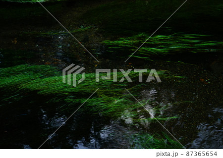 日本 山梨県 忍野八海 湧水池 日本 山梨県 忍野八海 湧水池 87365654
