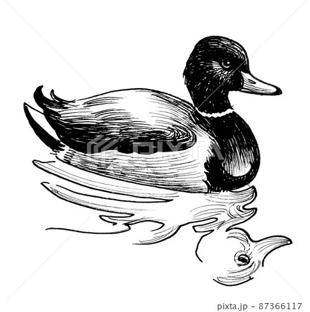 Mallard Duck Drawing by Robert Havell after John James Audubon  Fine Art  America