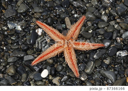 漂着物 トゲモミジガイ 漂着物 トゲモミジガイ 87366166
