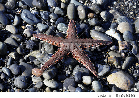 漂着物　トゲモミジガイ 87366168