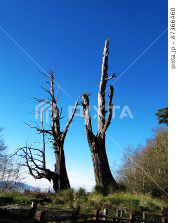 阿里山 南投 玉山 87366460