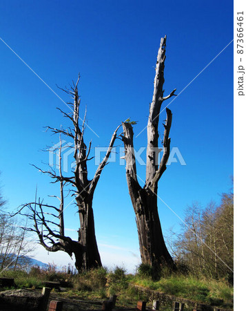 阿里山 南投 玉山 87366461