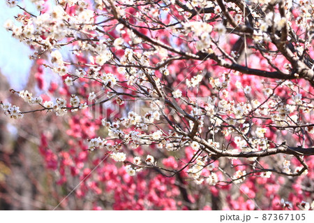 白い冬至梅（トウジバイ）と赤い梅の背景　 87367105