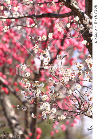 白い冬至梅（トウジバイ）と赤い梅の背景　 87367106