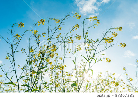 春「埼玉県」菜の花が咲く芝川河川敷 春「埼玉県」菜の花が咲く芝川河川敷 87367235