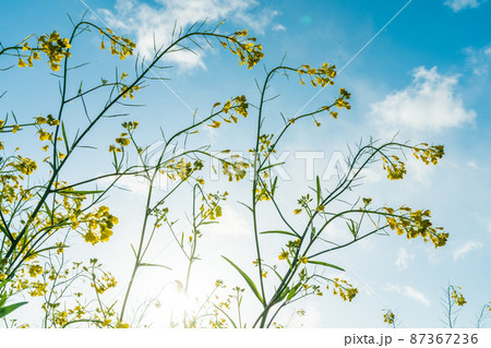 春「埼玉県」菜の花が咲く芝川河川敷 春「埼玉県」菜の花が咲く芝川河川敷 87367236