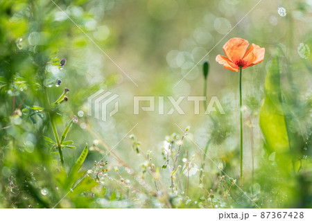 春　野原に咲くオレンジ色のポピー 87367428