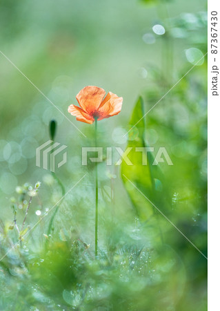 春　野原に咲くオレンジ色のポピー 87367430