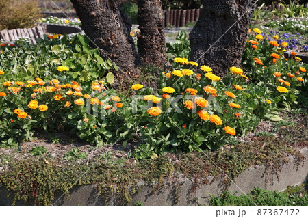 3月の大濠公園 3月の大濠公園 87367472